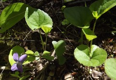 Viola septentrionalis