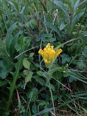 Castilleja levisecta