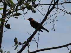 Turdus rufitorques