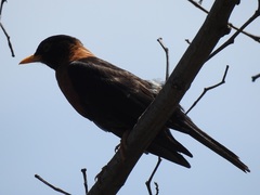 Turdus rufitorques