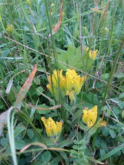 Castilleja levisecta