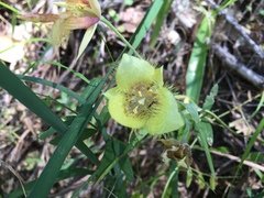 Calochortus monophyllus