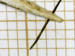 Zannichellia palustris