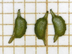 Zannichellia palustris