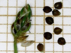 Isolepis pseudosetacea