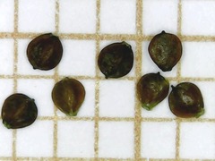 Isolepis pseudosetacea