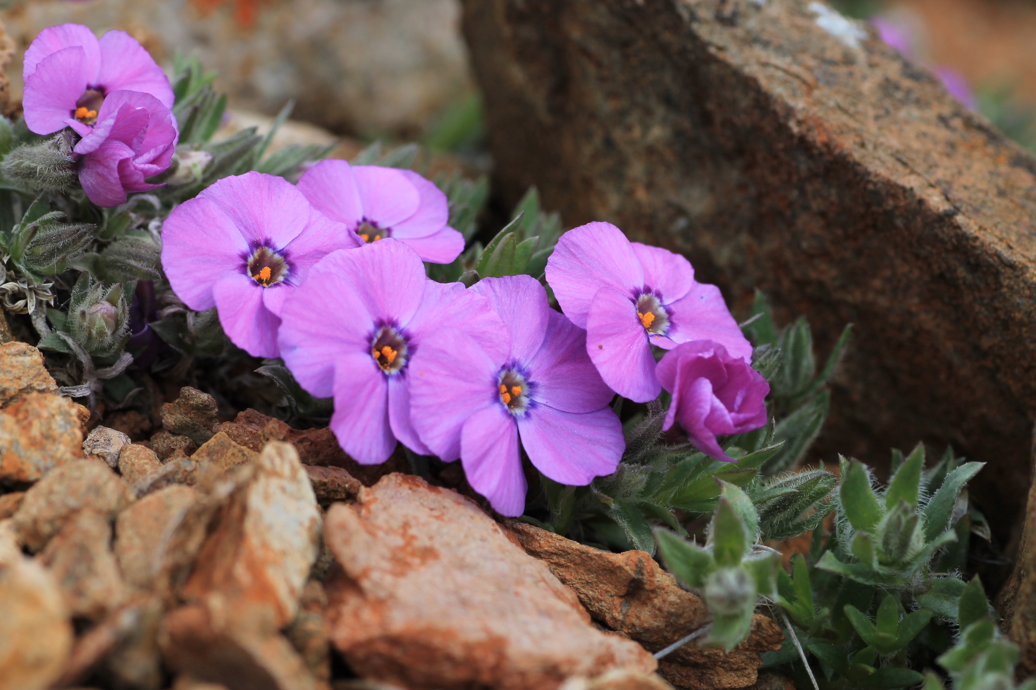 Phlox richardsonii ssp. alaskensis