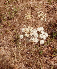 Perideridia kelloggii