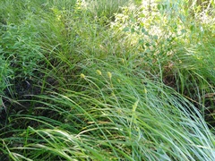 Carex typhina