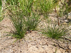 Isolepis pseudosetacea