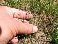 Isolepis pseudosetacea