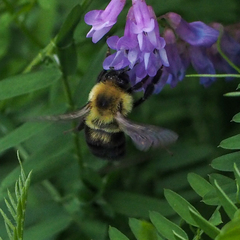Bombus bimaculatus