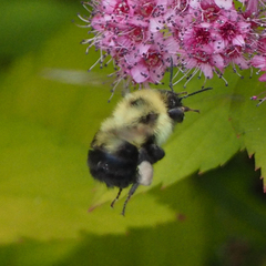 Bombus bimaculatus