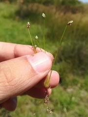 Isolepis pseudosetacea