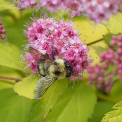 Bombus bimaculatus