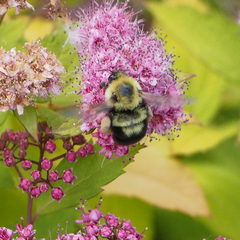 Bombus bimaculatus