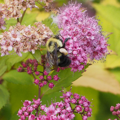 Bombus bimaculatus