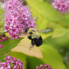 Bombus bimaculatus