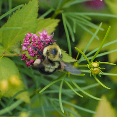Bombus bimaculatus