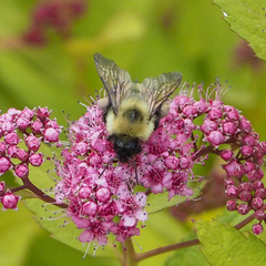 Bombus bimaculatus