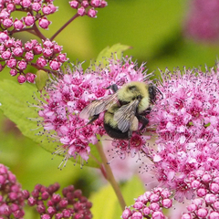 Bombus bimaculatus