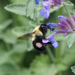 Bombus bimaculatus