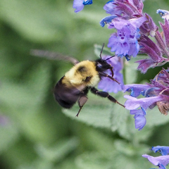 Bombus bimaculatus