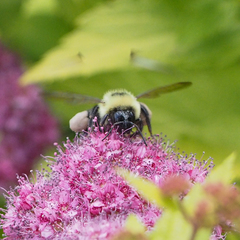 Bombus bimaculatus