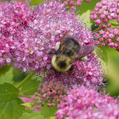 Bombus bimaculatus