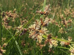 Bolboschoenus glaucus