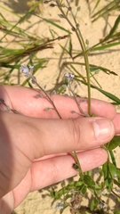 Myosotis arvensis