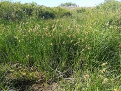 Bolboschoenus glaucus
