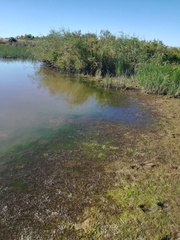 Zannichellia palustris