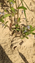 Myosotis arvensis