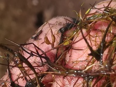 Zannichellia palustris