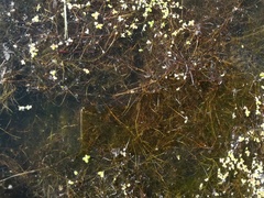 Zannichellia palustris