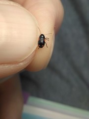 Cryptocephalus quadruplex