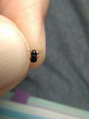 Cryptocephalus quadruplex