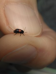 Cryptocephalus quadruplex