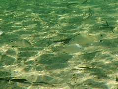 Acanthopagrus morrisonae