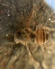 Apis mellifera