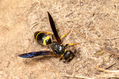 Ancistrocerus spinolae