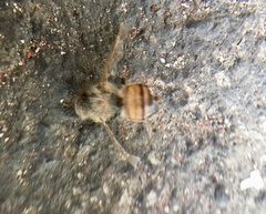 Apis mellifera