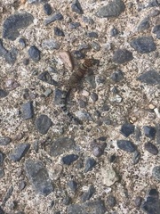 Sphaerodactylus rosaurae