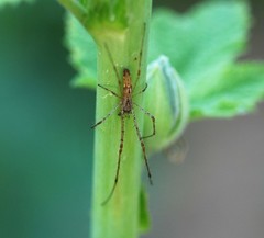 Tetragnatha keyserlingi