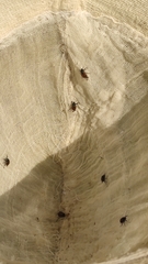 Phyllopertha horticola