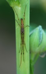 Tetragnatha keyserlingi