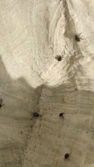 Phyllopertha horticola