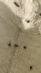 Phyllopertha horticola