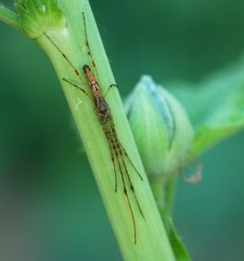 Tetragnatha keyserlingi